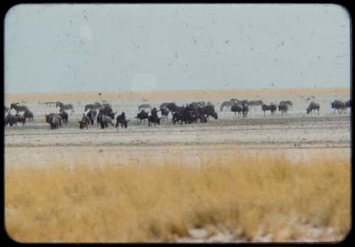 Wildebeest drinking at Etosha Pan, with zebras and other animals in the background