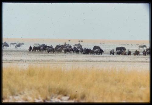 Wildebeest drinking at Etosha Pan, with springbok and ostriches in background