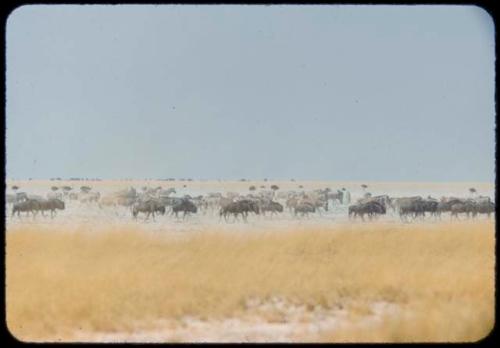 Herds of wildebeest, zebras and ostriches