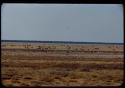 Herds of zebras and ostriches at Etosha Pan, distant view