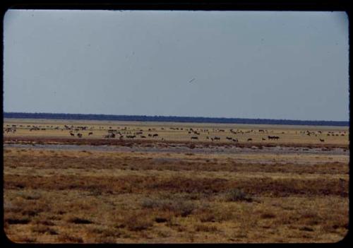 Herds of zebras and ostriches at Etosha Pan, distant view