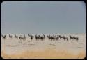Wildebeest and zebra herds, distant view