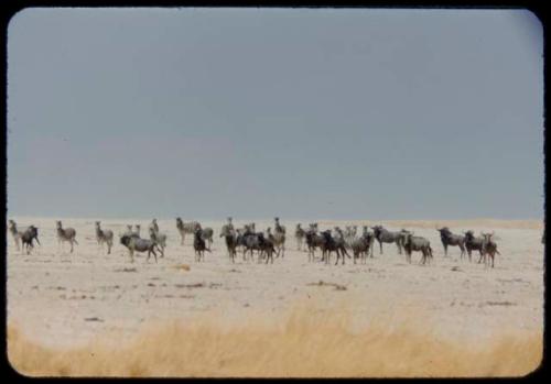 Wildebeest and zebra herds, distant view