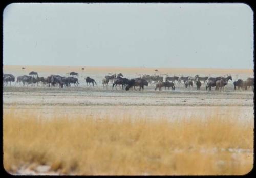 Wildebeest and zebra herds, distant view