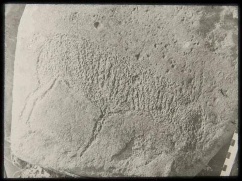 Petroglyph of a striped antelope