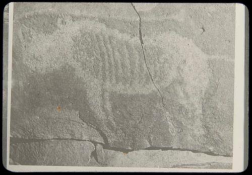 Petroglyph of a rhino