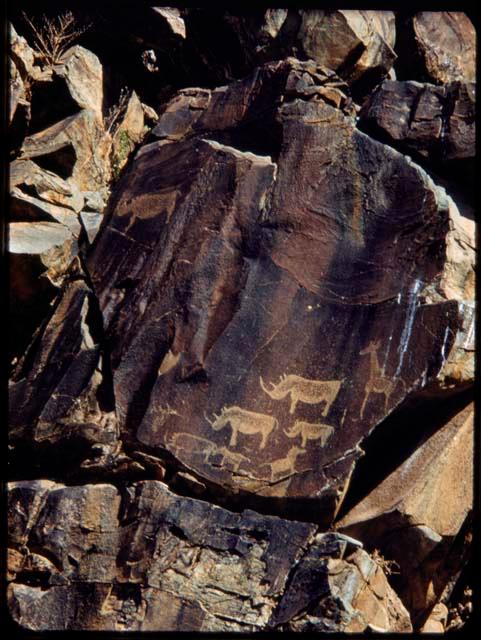 Petroglyphs of rhinos in the middle of many figures on the south wall of Scho-Scho gulch