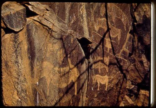 Petroglyphs of rhinos on the south wall of Scho-Scho gulch, detail