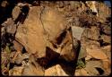 Petroglyphs at Scho-Scho, close-up