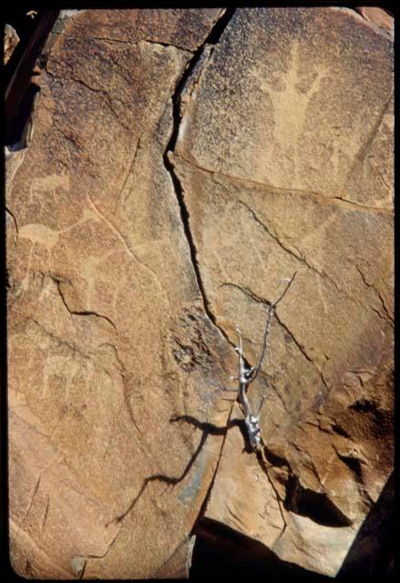 Petroglyphs at Scho-Scho, of animals and two human figures, one with hands, with four fingers on one and five on the other