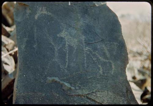 Petroglyphs at Scho-Scho, of a giraffe, a bear-like figure and a man