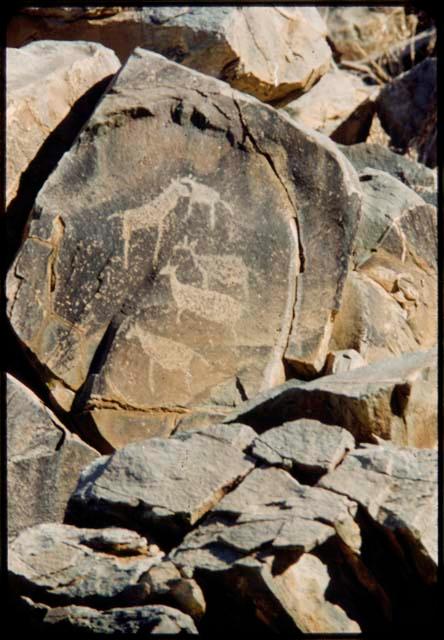 Petroglyphs of animals at Scho-Scho