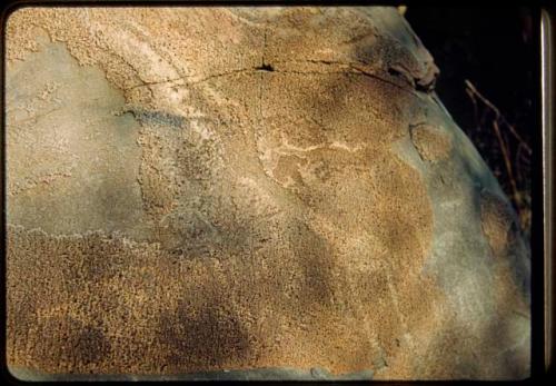 Petroglyph of a giraffe at Scho-Scho, showing variations in rock color and texture