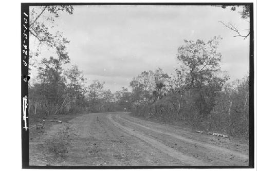 Road through forest