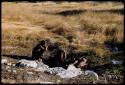 Bathing: Three young men drinking at a waterhole near Deboragu