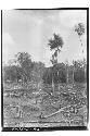 View of milpa and clearing