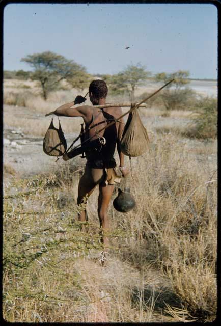 Carrying: /Ti!kay carrying bags of nuts on a carrying stick and an Ovambo pot, showing knife, bow and quiver not in a hunting bag