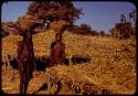 Two women balancing baskets of corn on their heads, standing between two storage platforms full of corn