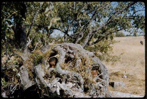 Children, Groups, play: Boys looking out from beneath a big gnarled tree root near the Gautscha waterhole