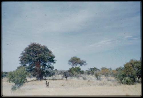 Two people walking, with a baobab tree in leaf in the background