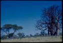 Baobab tree without leaves