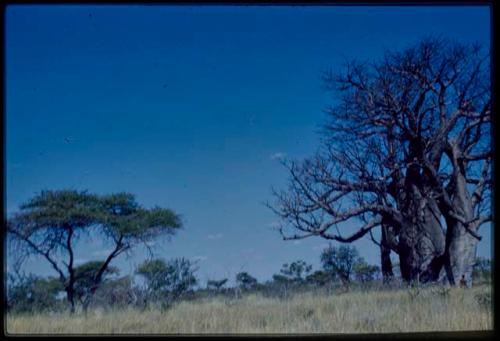 Baobab tree without leaves