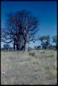 Baobab tree without leaves