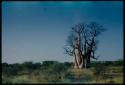 Baobab tree without leaves