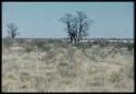 Baobab tree without leaves