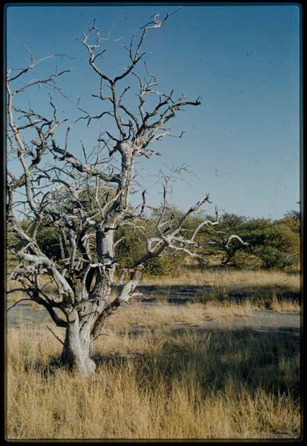 Dead tree