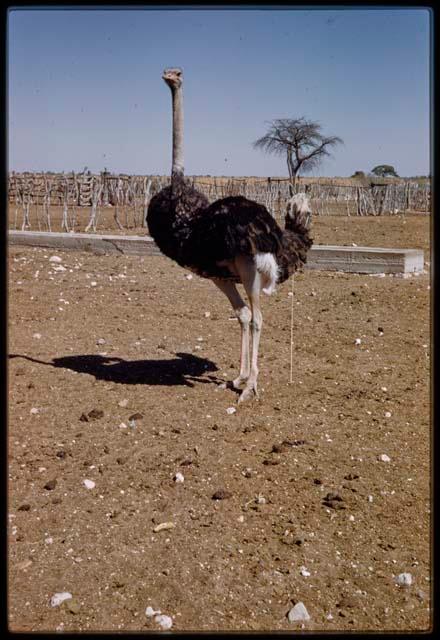 Ostrich