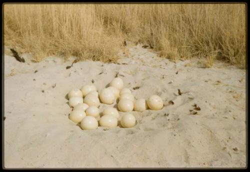 Ostrich eggs