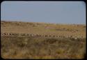 Herd of springbok