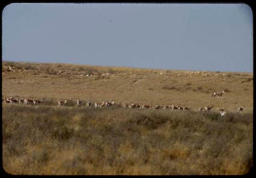 Herd of springbok