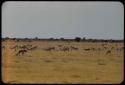 Herd of springbok