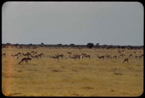 Herd of springbok