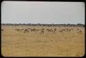 Herd of springbok