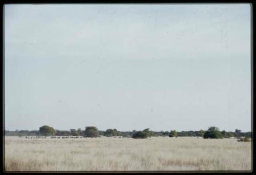 Herd of wildebeest