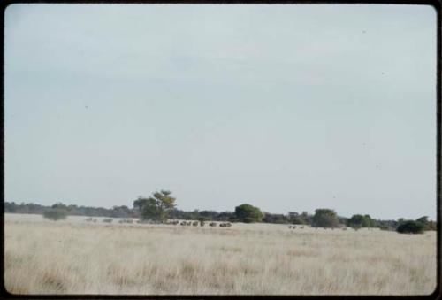 Herd of wildebeest