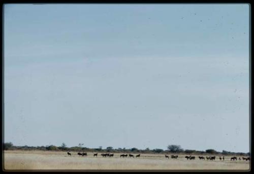 Herd of wildebeest