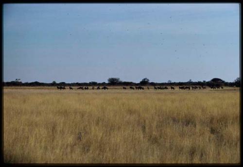 Herd of wildebeest