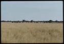 Herd of wildebeest