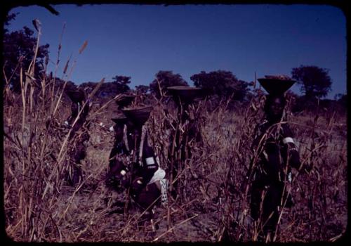 Women walking, carrying baskets on their heads