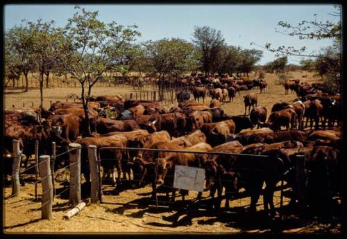 Cattle in a fenced enclosure