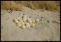 Scenery, Animals: Ostrich eggs in nest
