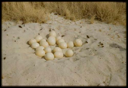 Scenery, Animals: Ostrich eggs in nest