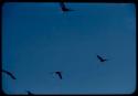 Scenery, Animals: Heron flying against the sky