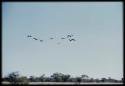 Scenery, Animals: Heron flying against the sky