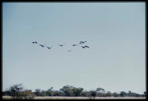 Scenery, Animals: Heron flying against the sky