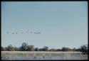 Scenery, Animals: Heron flying against the sky